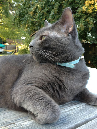 This is my buddy Barley. Some think the studio might be named for him.